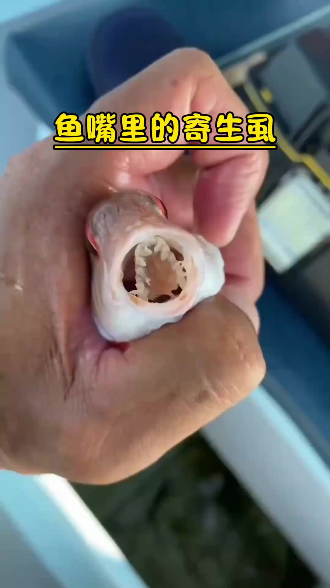 可以充当鱼舌头的寄生虫