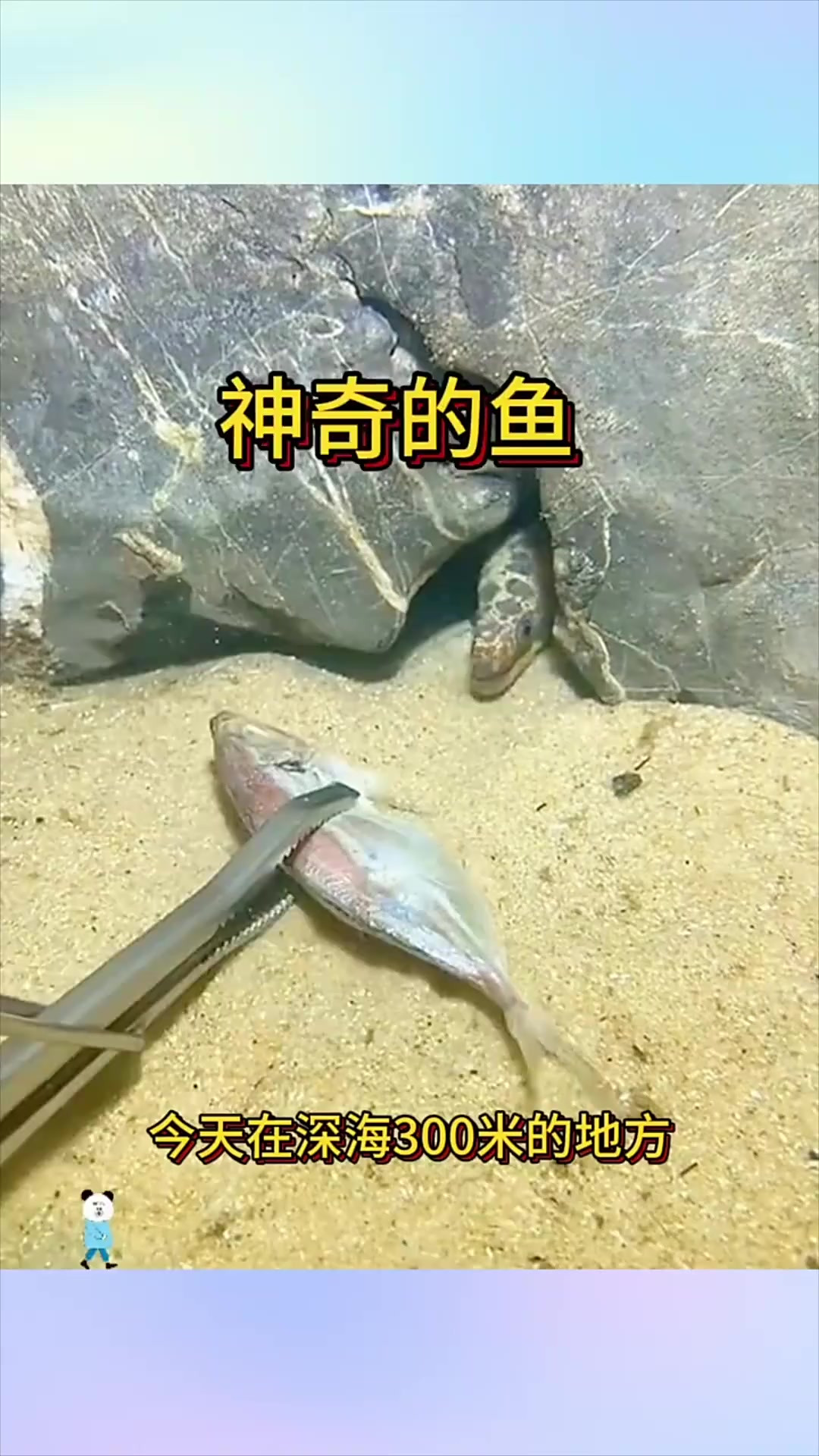 海底神奇的鱼