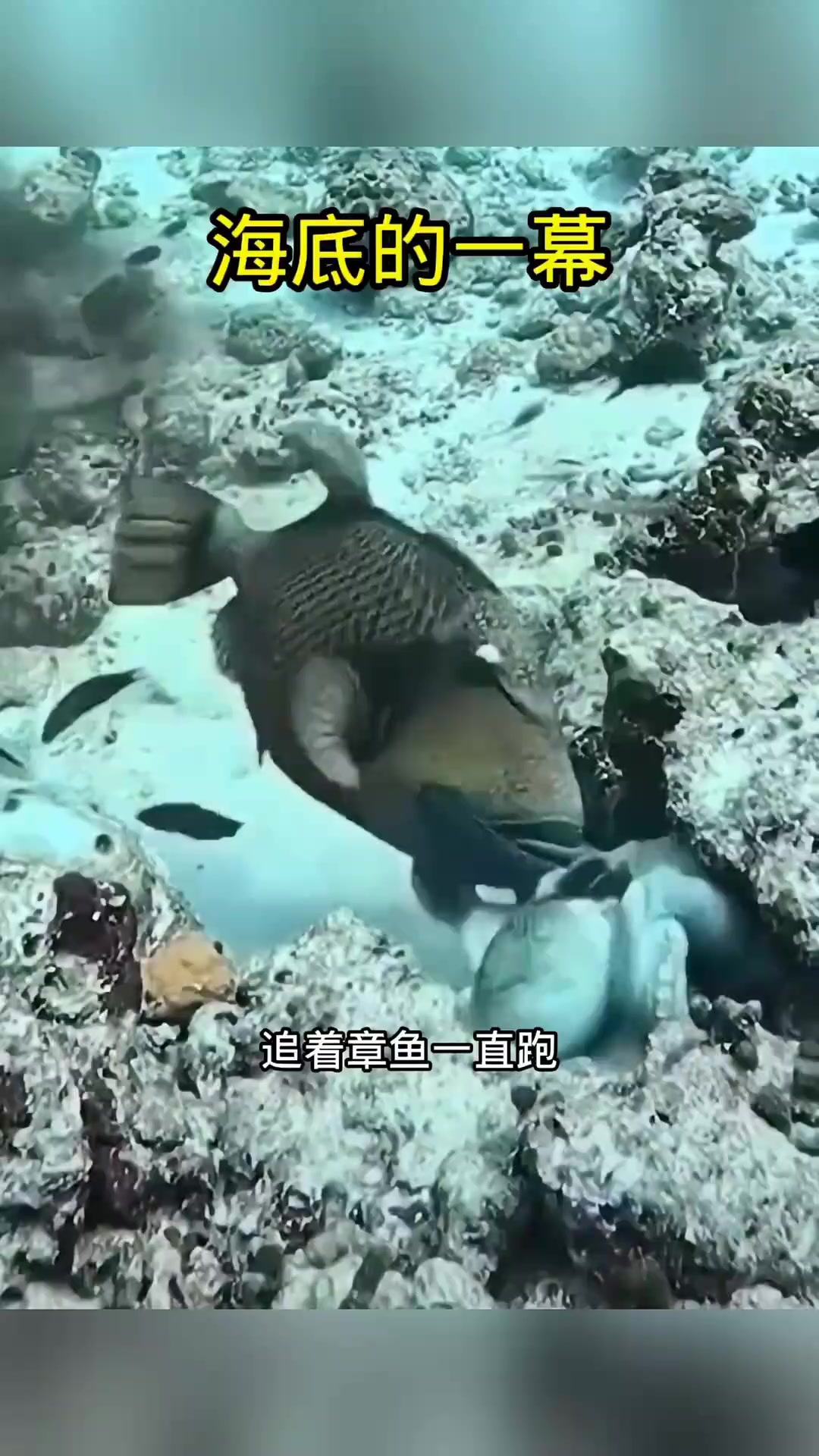 海底拍下的一幕，这鱼有认识的吗