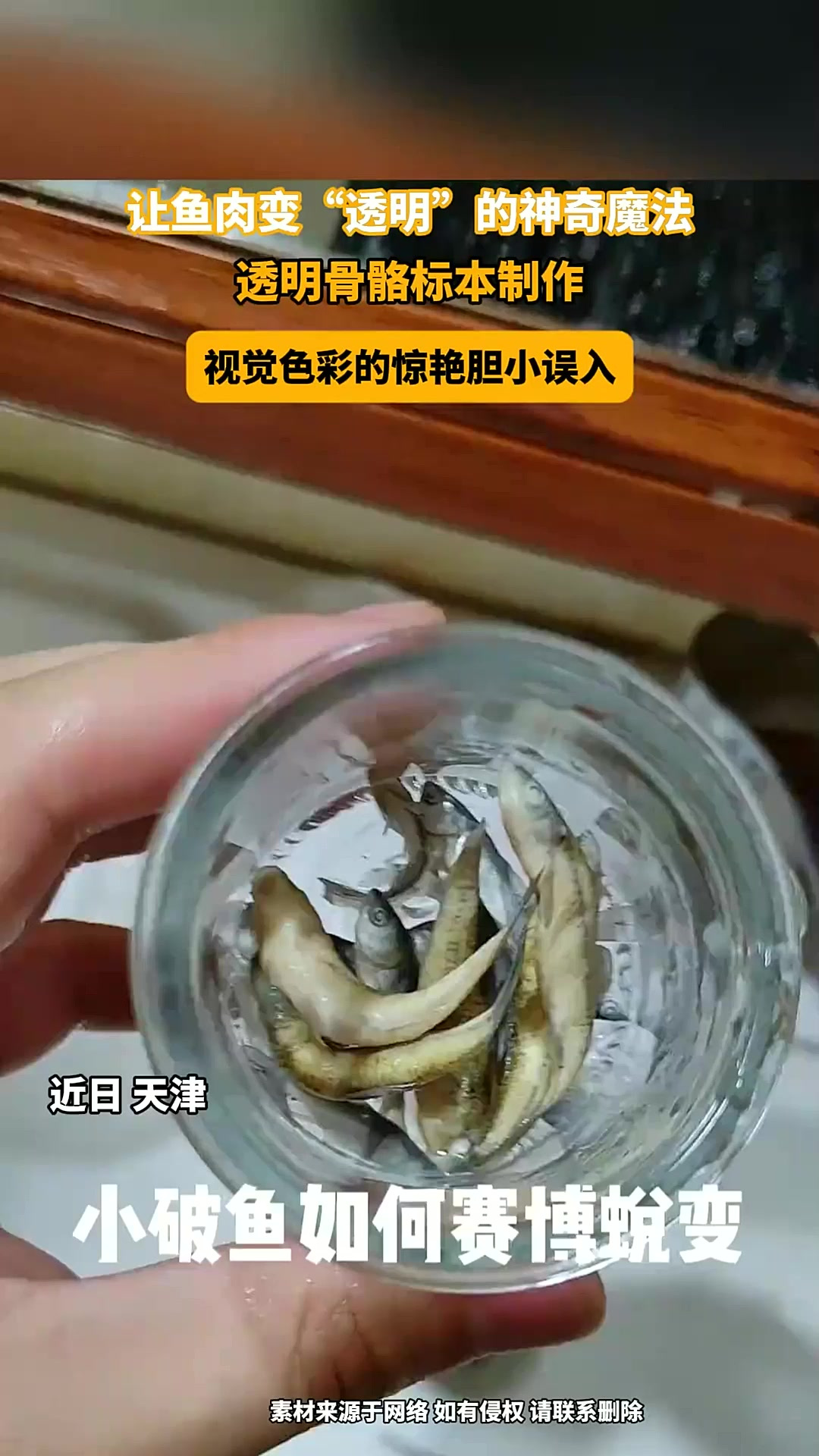 让鱼肉变“透明”的神奇魔法:透明骨骼标本制作