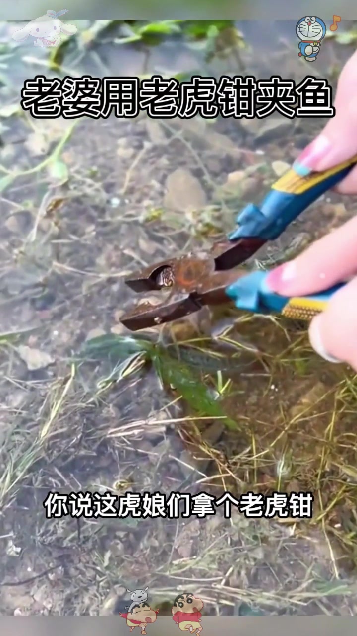  真拿老婆没办法,用老虎钳抓鱼那肯定抓不到啊
