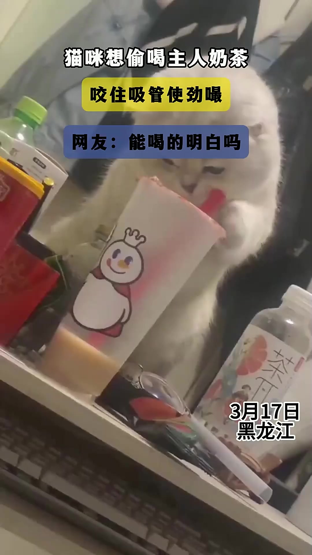 猫咪想偷喝主人奶茶，咬住吸管使劲嘬，网友：能喝的明白吗