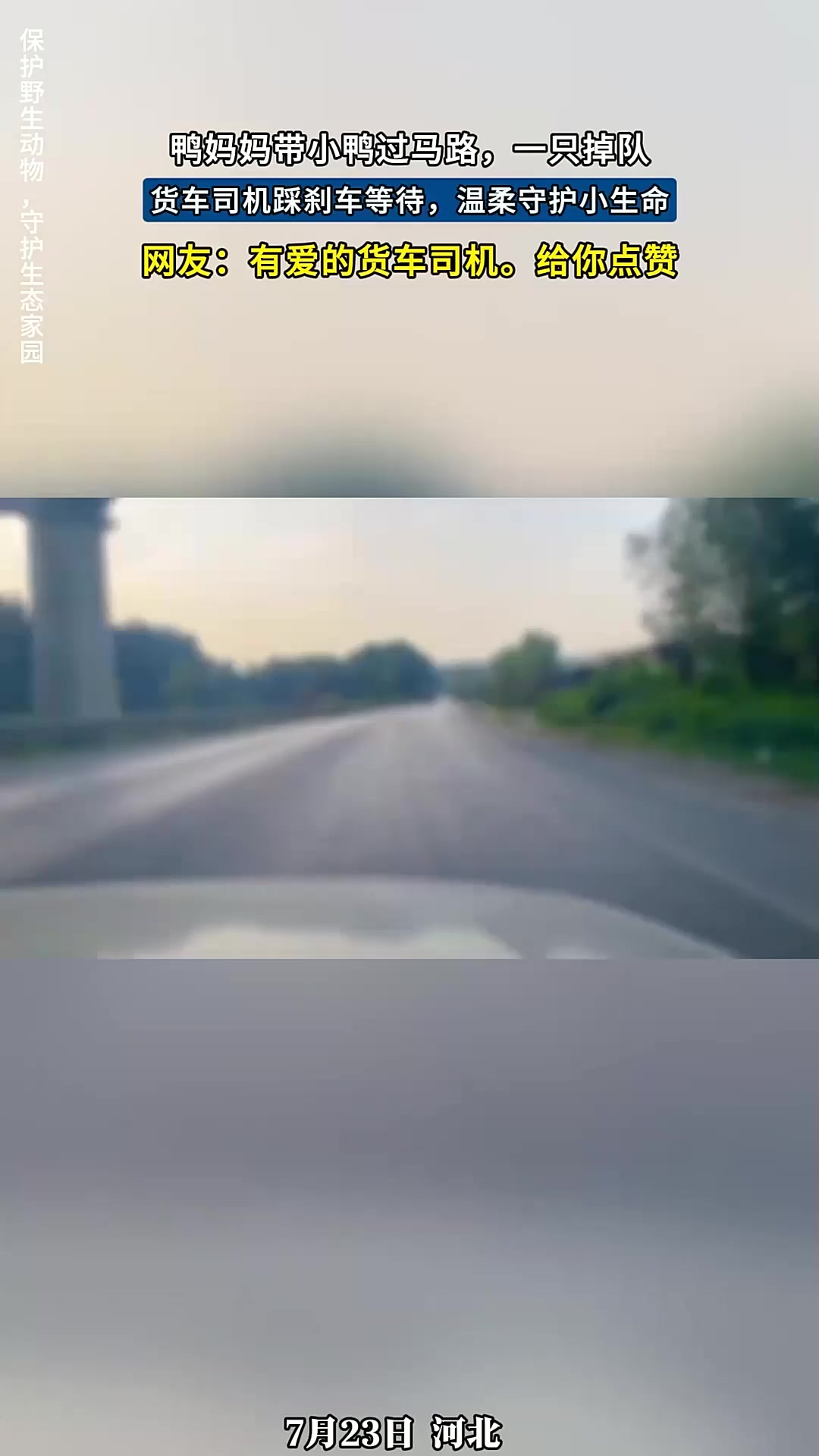 鸭妈妈带小鸭过马路,一只掉队,货车司机踩刹车等待