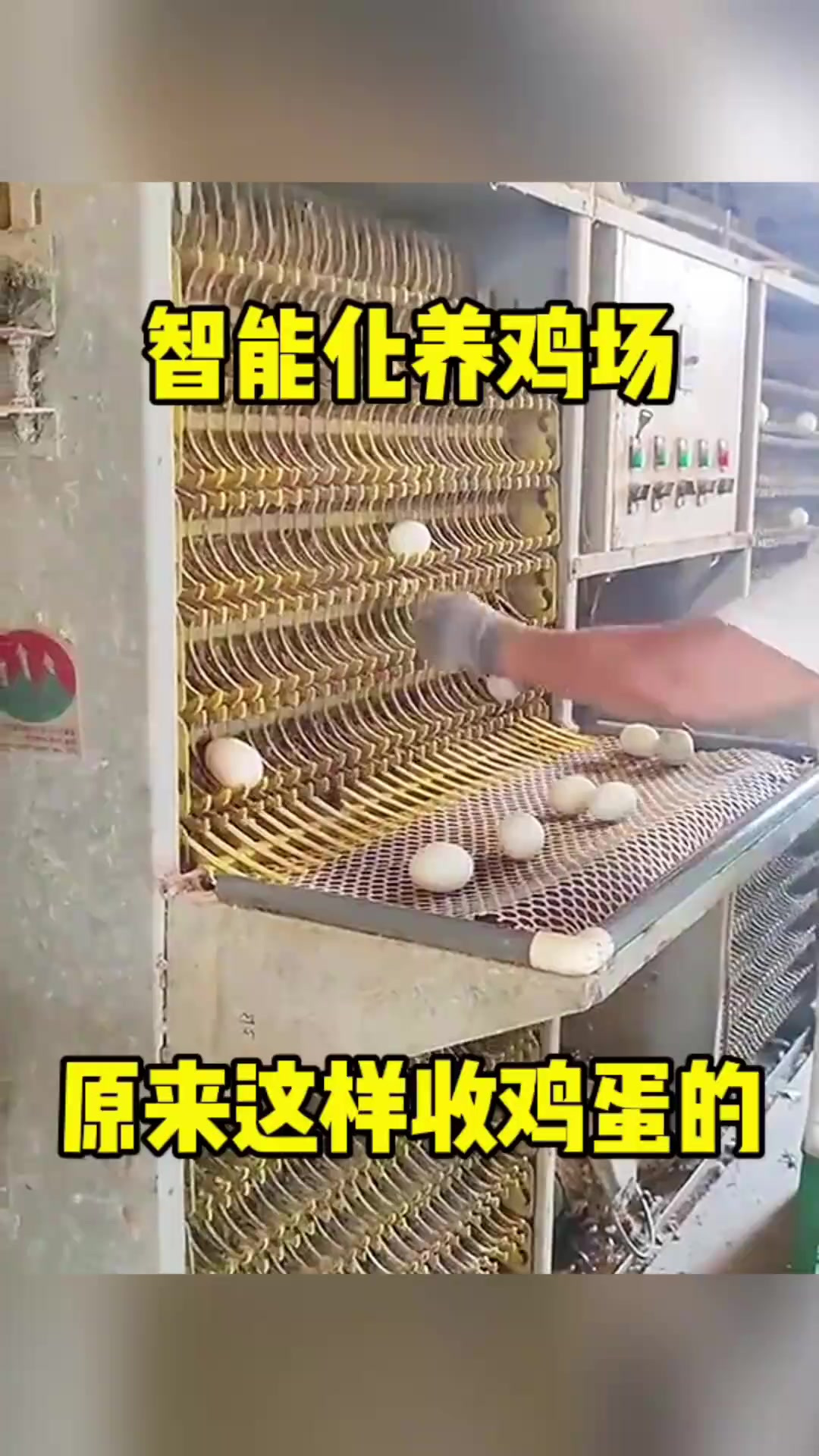 智能养鸡场让鸡蛋自动收集,现代化养殖背后的成本揭秘