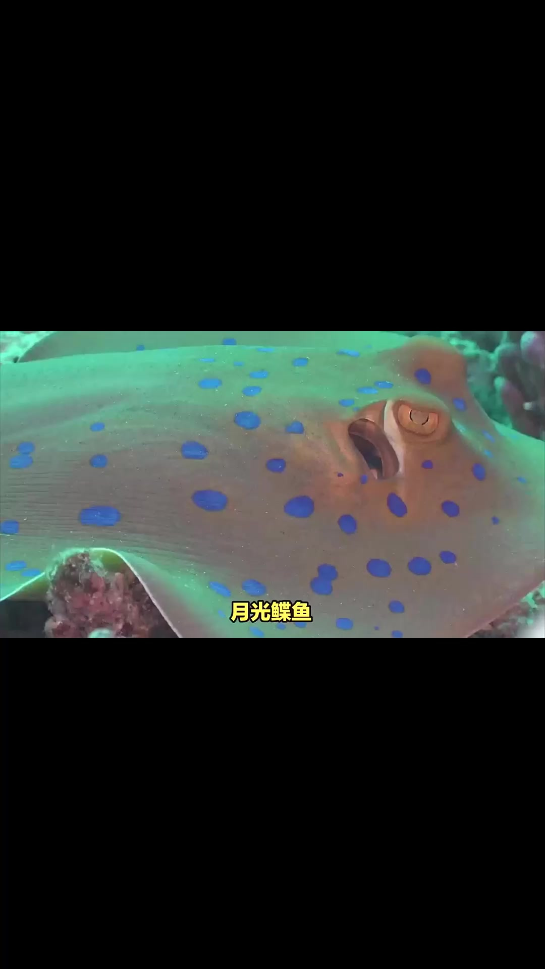 月光鲽鱼:海底的“月光使者”珊瑚
