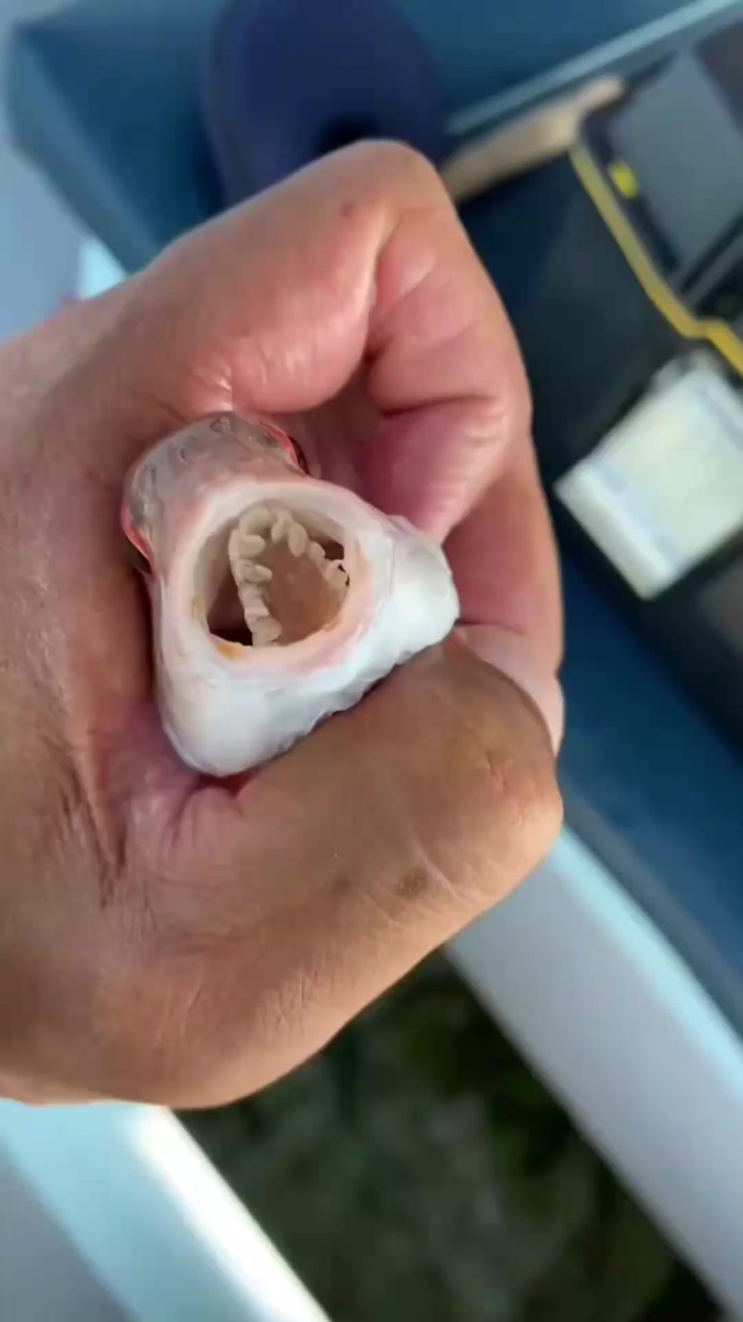 寄生在鱼舌头上的寄生虫