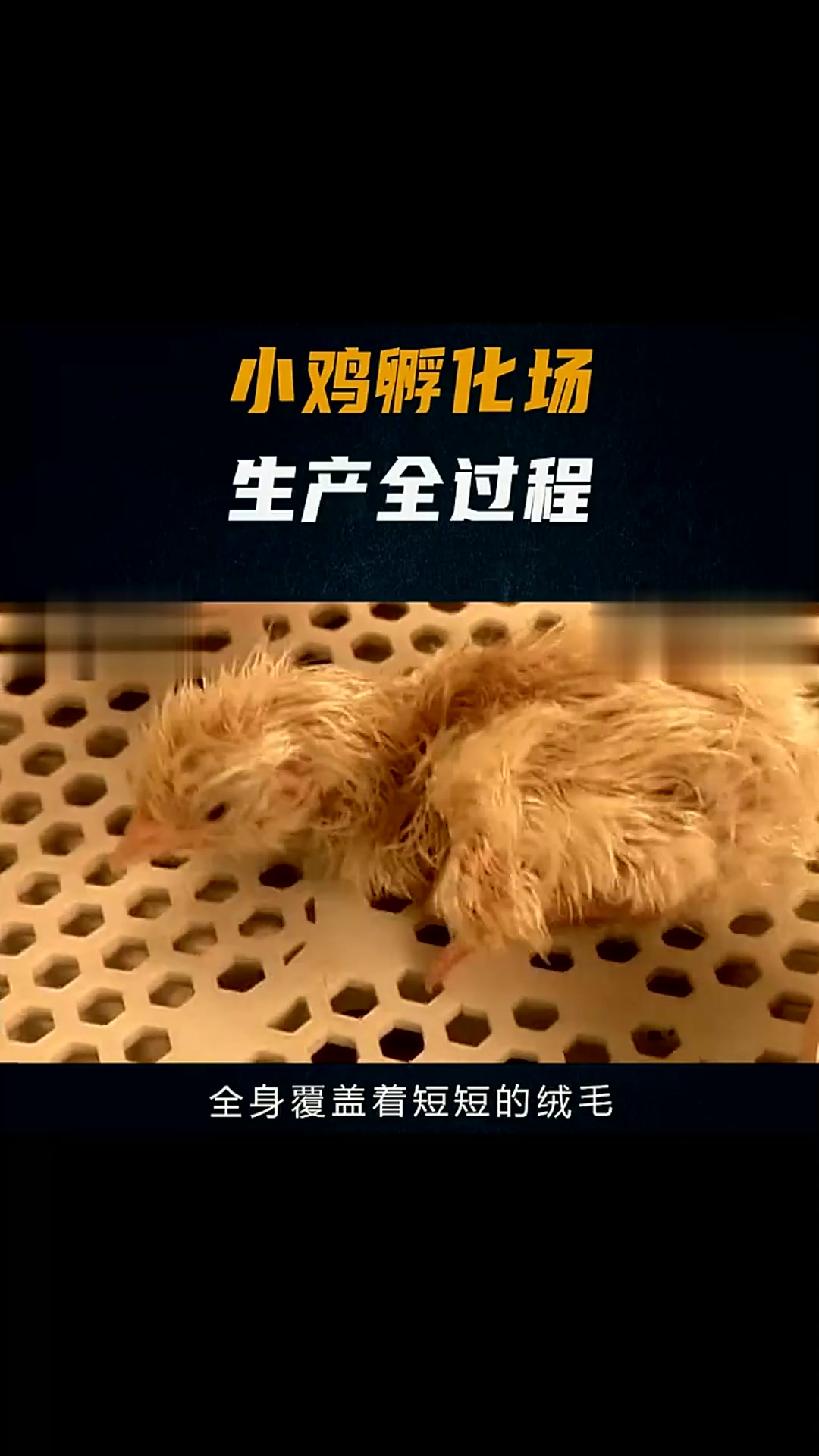 孵出的小鸡要怎么处理?用自动化生产线,分拣和筛选变得如此简单