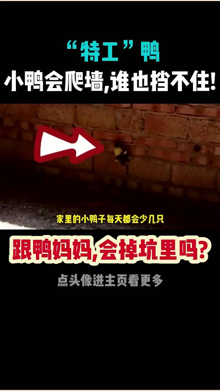 小鸭竟然能爬墙!跟随鸭妈妈一起探索惊人技能