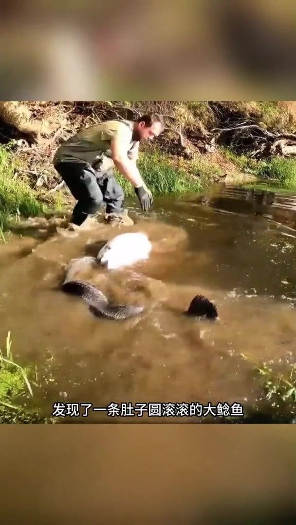 小孩意外消失,一条大鲶鱼引起了他们的注意