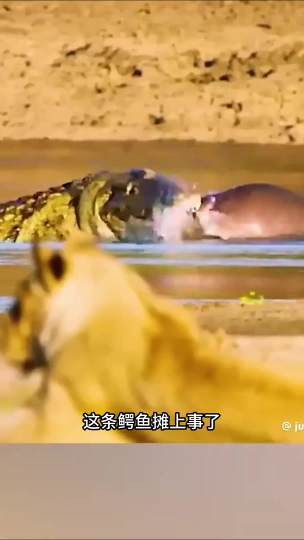 鳄鱼杀了小河马,没想到付出了生命的代价