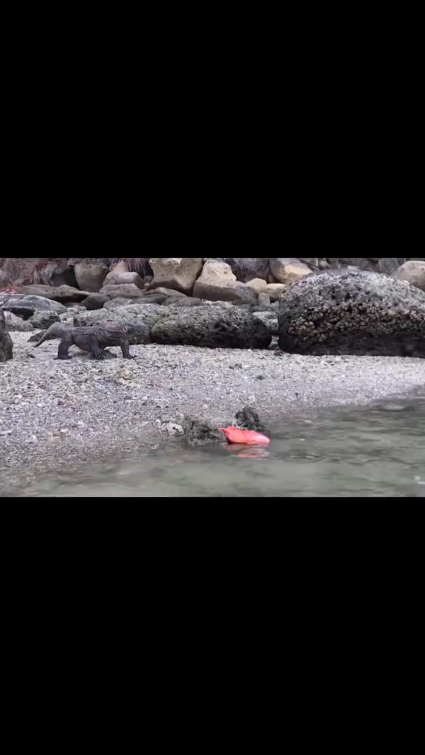 科莫多第一次吃红古鱼,犹豫了这么久?