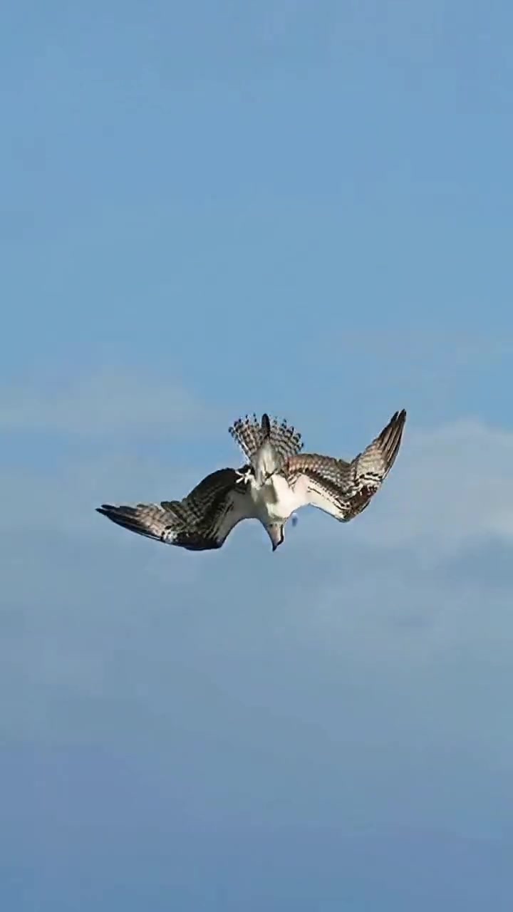 空中猛禽老鹰捕鱼