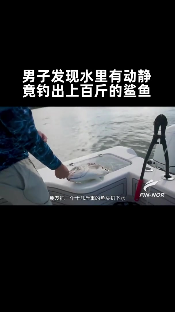 男子发现水里有动静,急忙收线,竟收获上百斤的鲨鱼