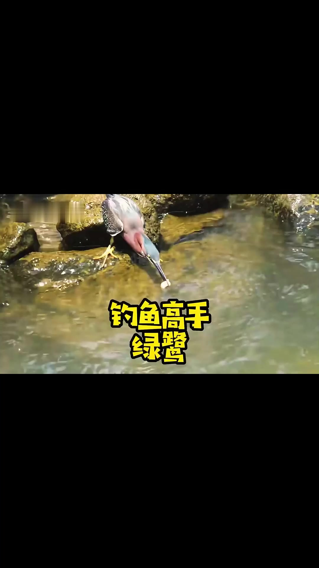 会钓鱼的鸟——绿鹭