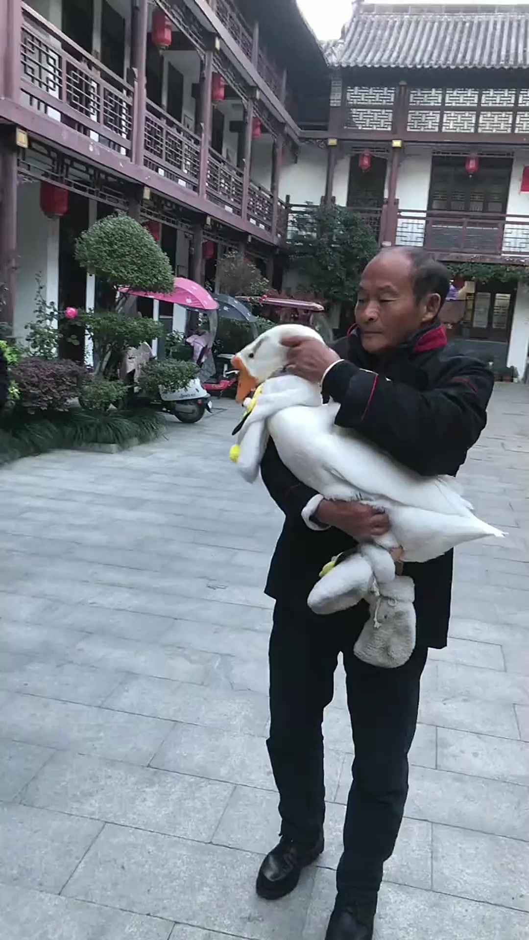 大鹅咬人别怕,只要把它抱起来,就拿捏住了