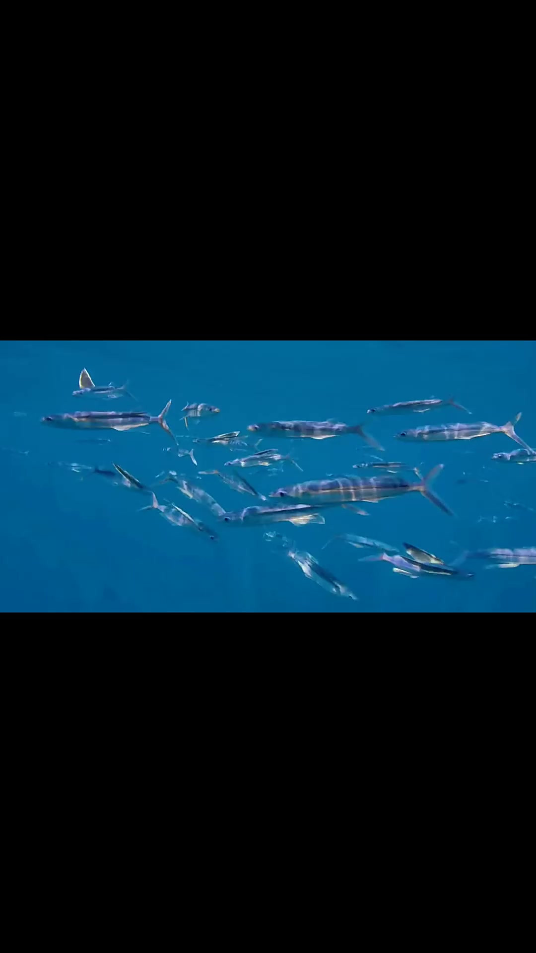 会飞的鱼真的很好看,很有感觉!()