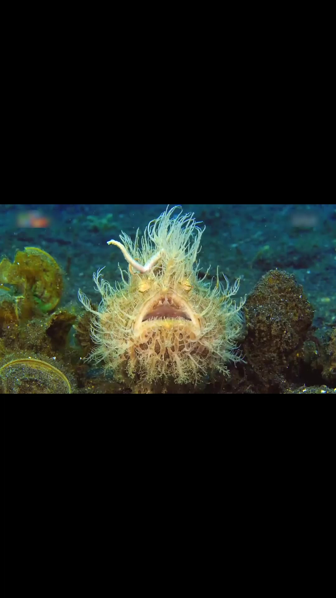 琵琶鱼和钩吻杜父鱼的c位之争