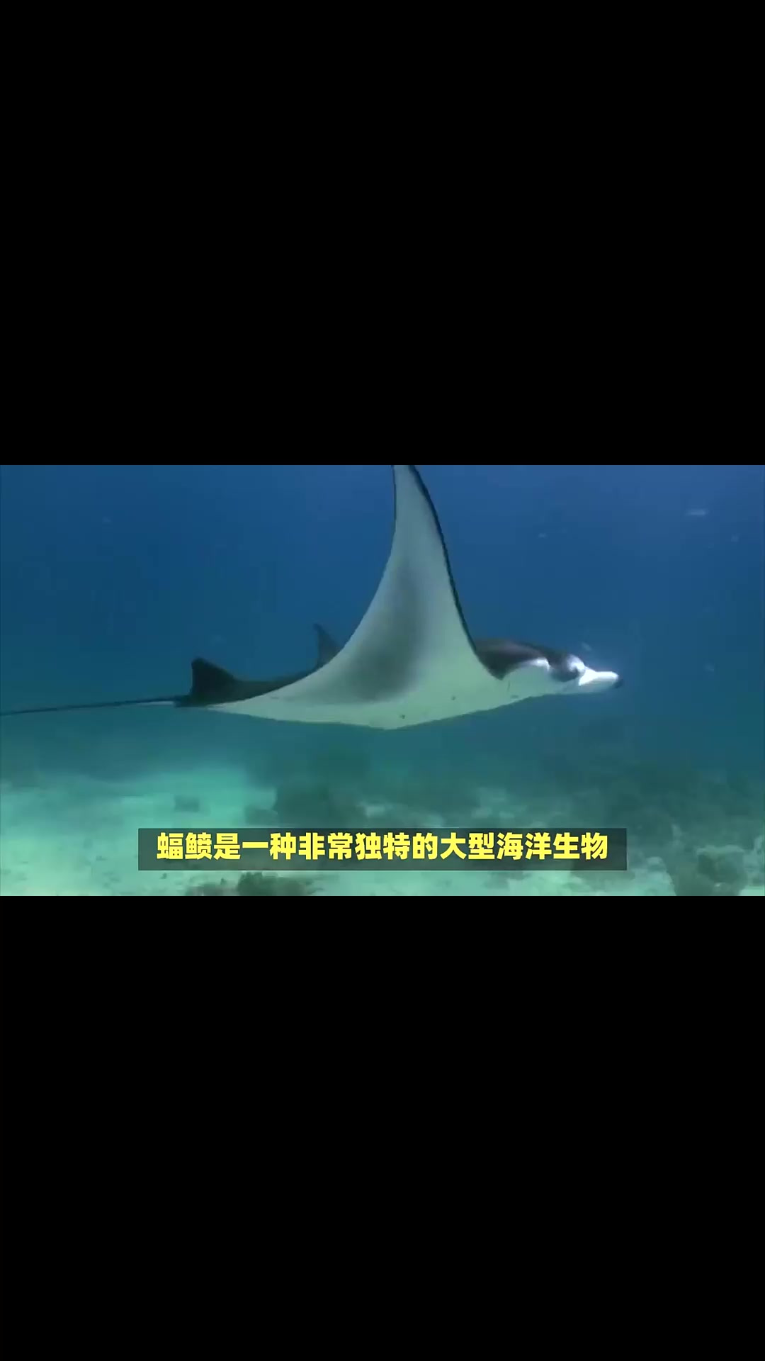 蝠鲼:一种永远在微笑的鱼