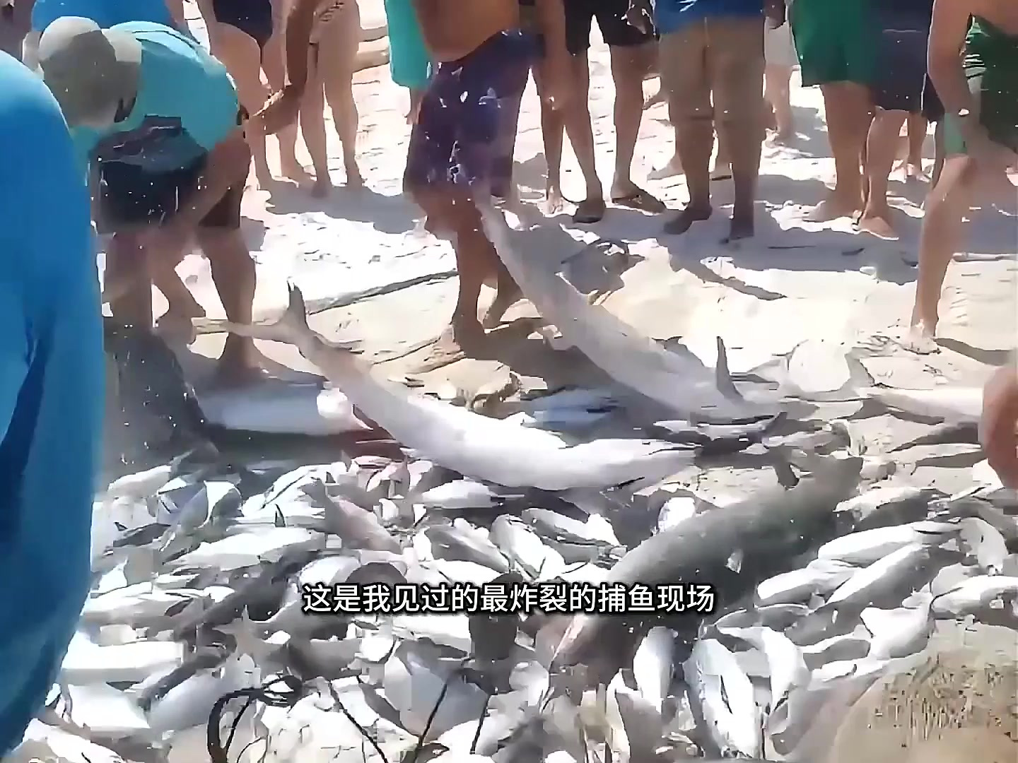 巴西海滩捕鱼现场,几十人合力拉网,鱼海翻腾鲨鱼乱窜