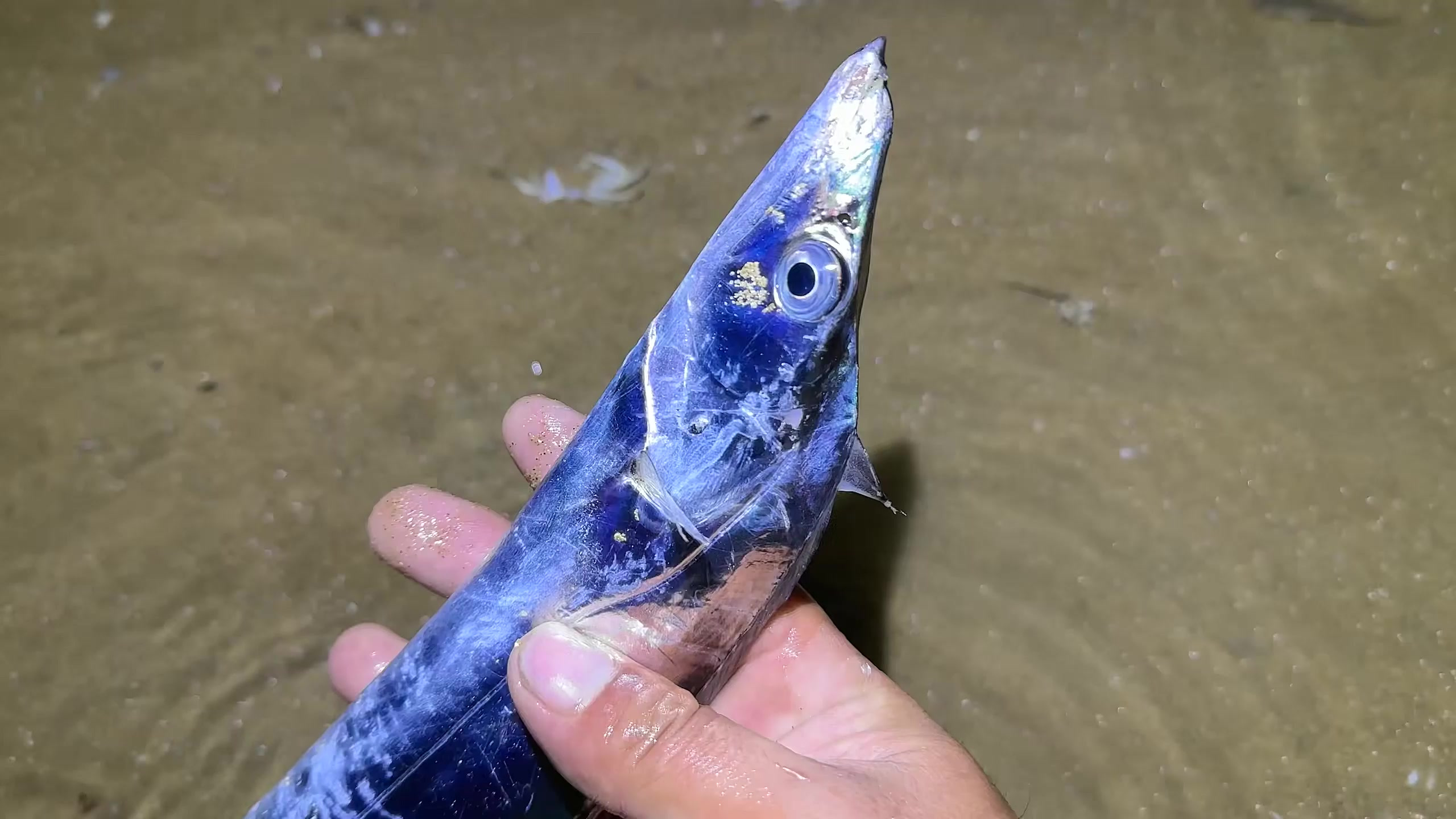 来了,今天赶海吃点啥!有带鱼那它就是首选啦!带鱼那个牙齿好锋