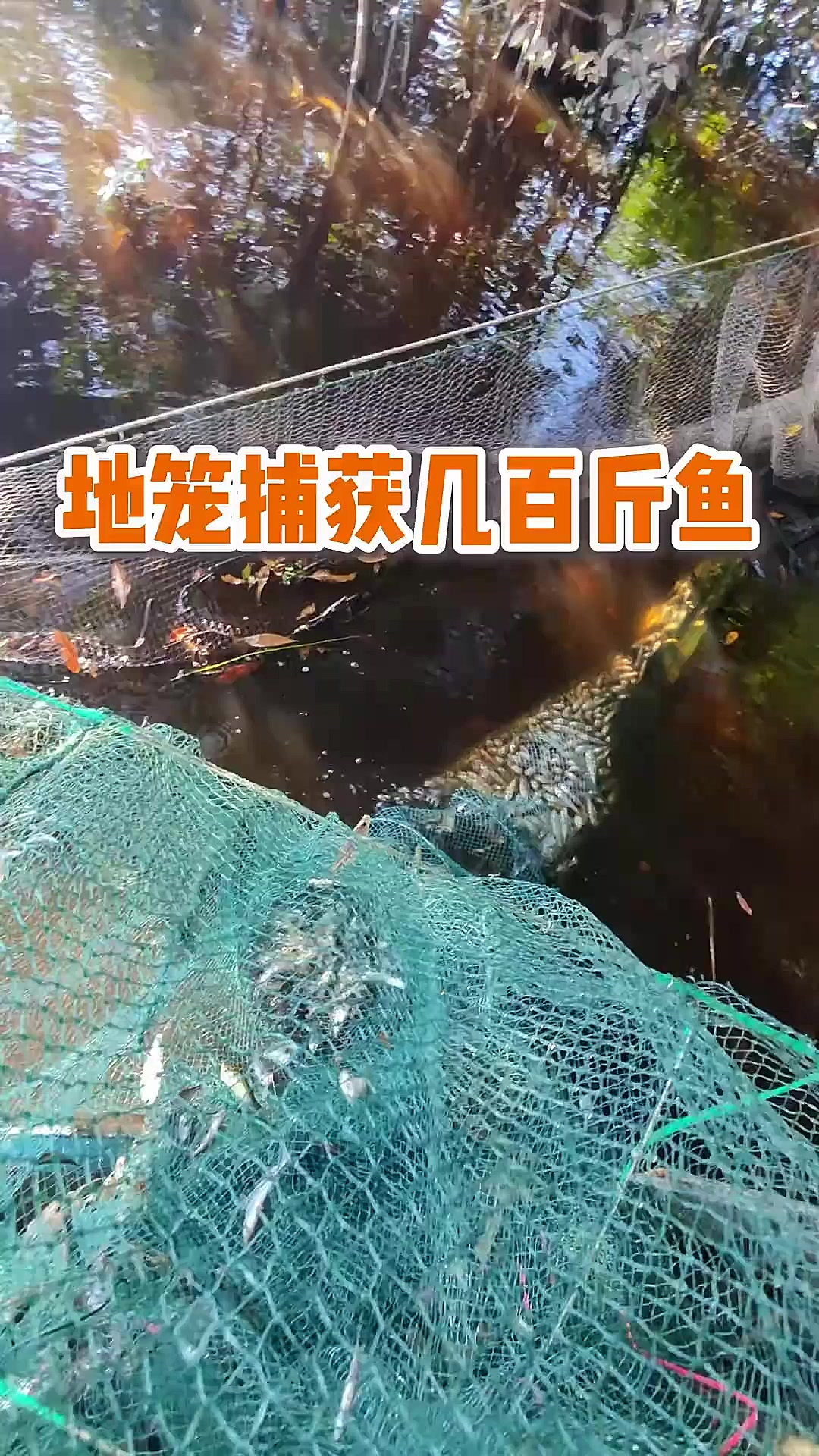 印度尼西亚原始河流地笼捕鱼,五米鱼笼捕获几百斤鱼,场面太夸张
