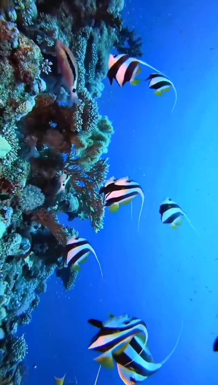 海底各种鱼虾集结完毕,还请大家检阅