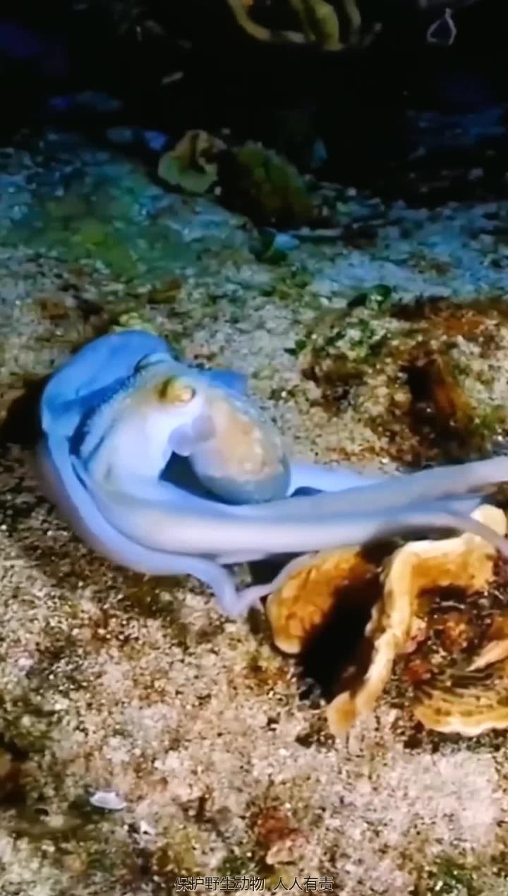 海底世界物种繁多，鱿鱼、乌贼、章鱼如何区分