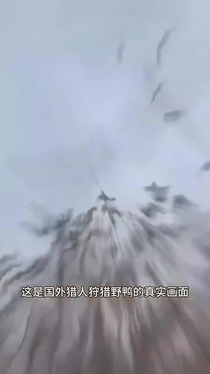 国外猎人使用技巧轻松捕获众多野鸭的方法揭秘