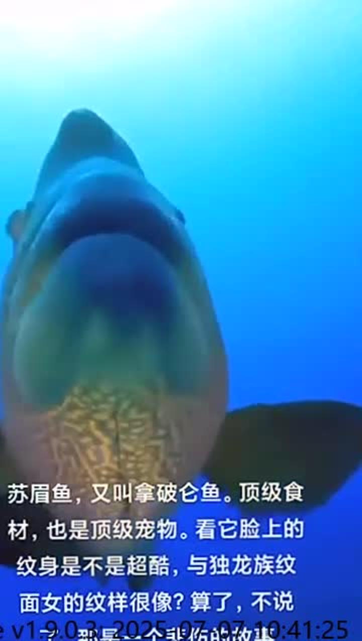 苏眉鱼已被列为国家保护动物，请勿食用