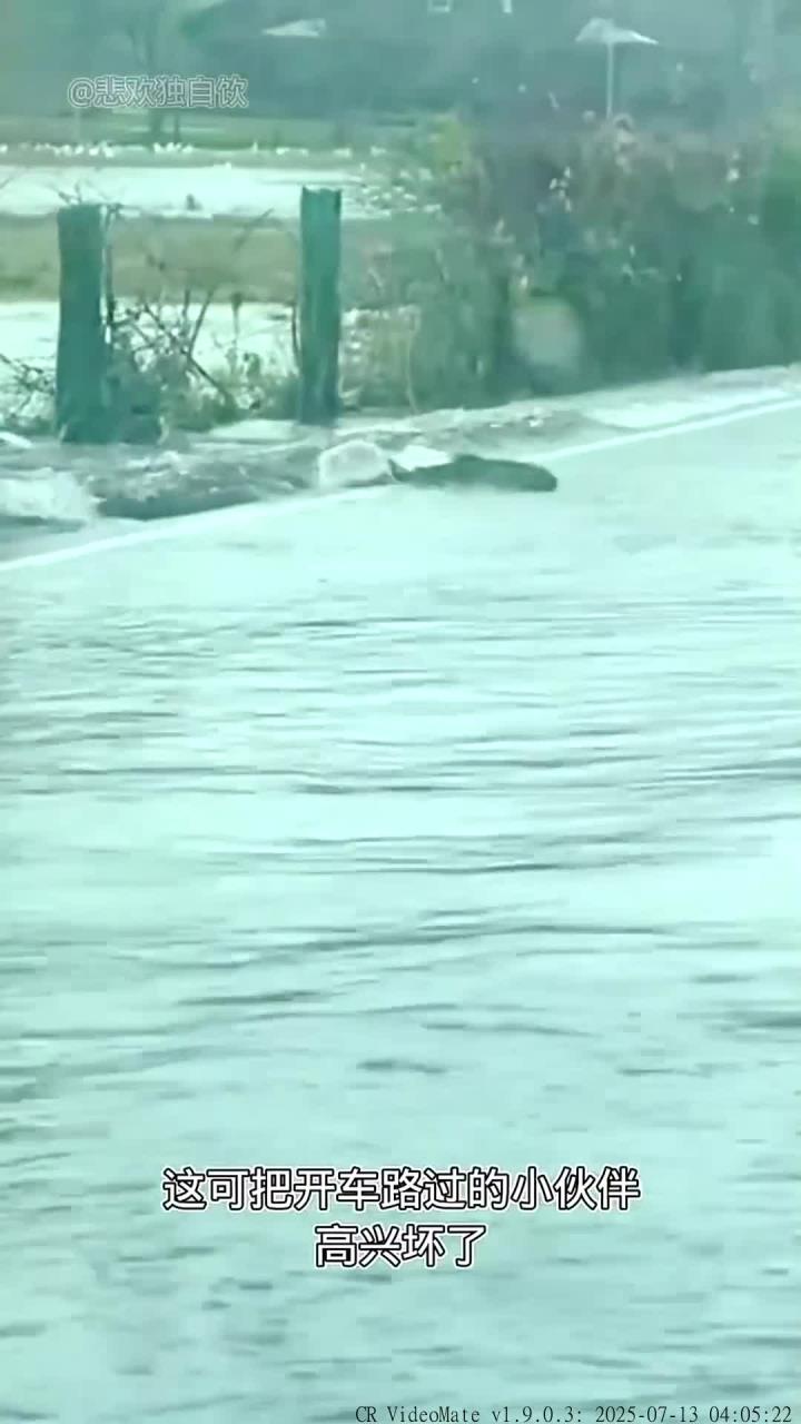 一群大鱼上街引发路人停车捡鱼