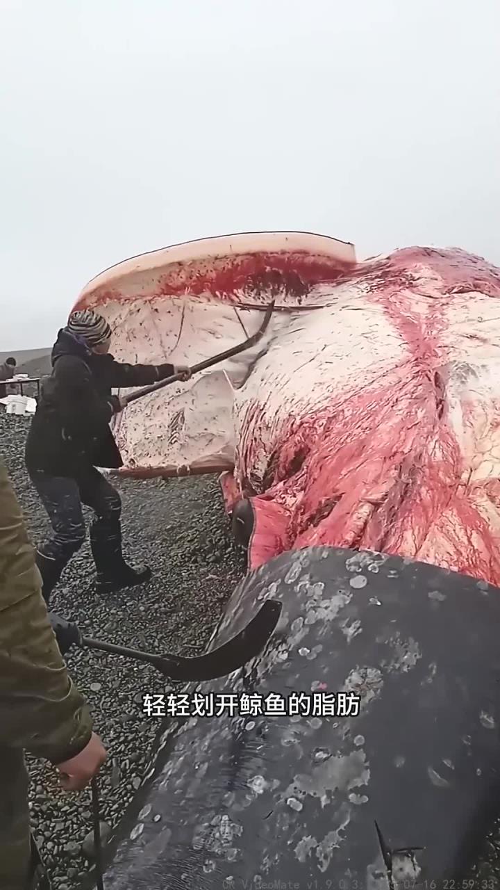 搁浅的鲸鱼遭遇因纽特人解剖