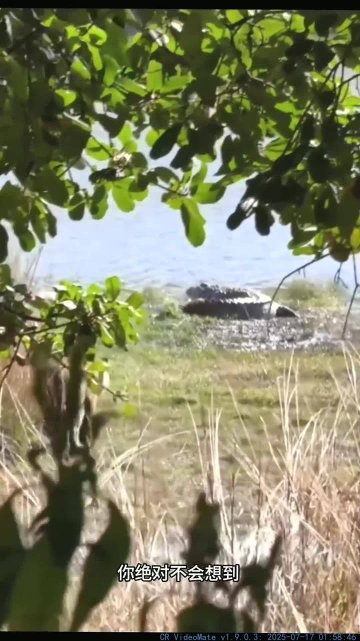 老虎猎杀鳄鱼的震撼场景