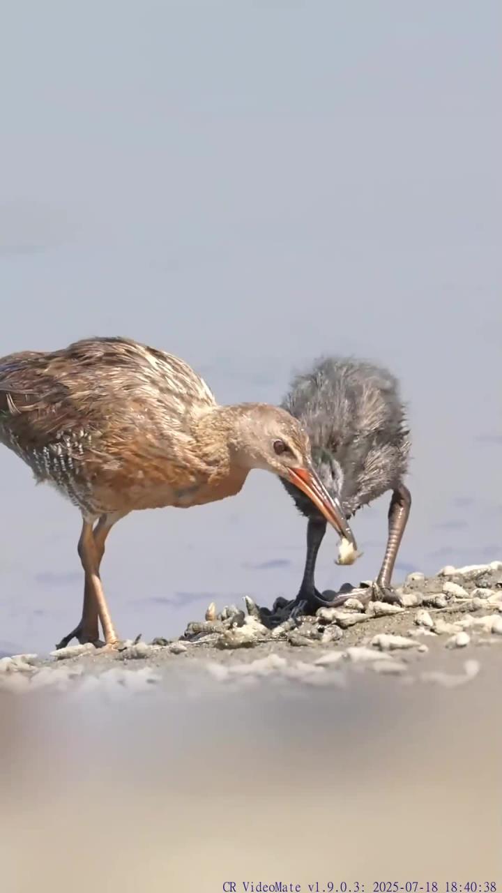 秧鸡细心照料幼鸟，为其准备最佳食物