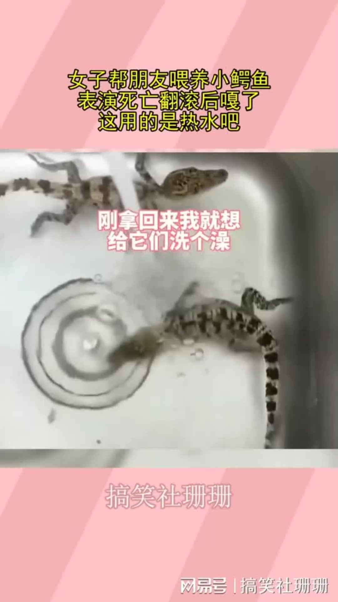 女子帮朋友喂养小鳄鱼，表演死亡翻滚后嘎了，这用的是热水吧