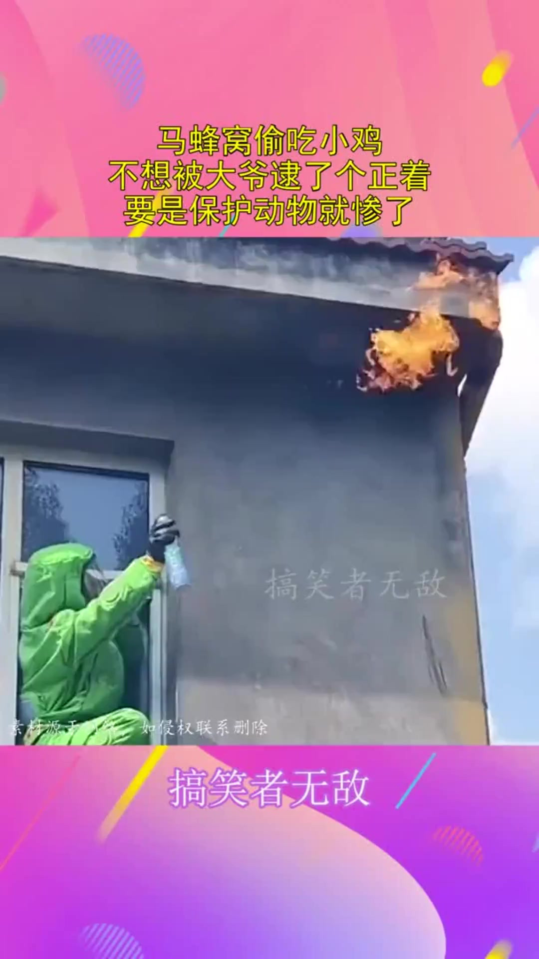 马蜂窝偷吃小鸡,不想被大爷逮了个正着,要是保护动物就惨了!