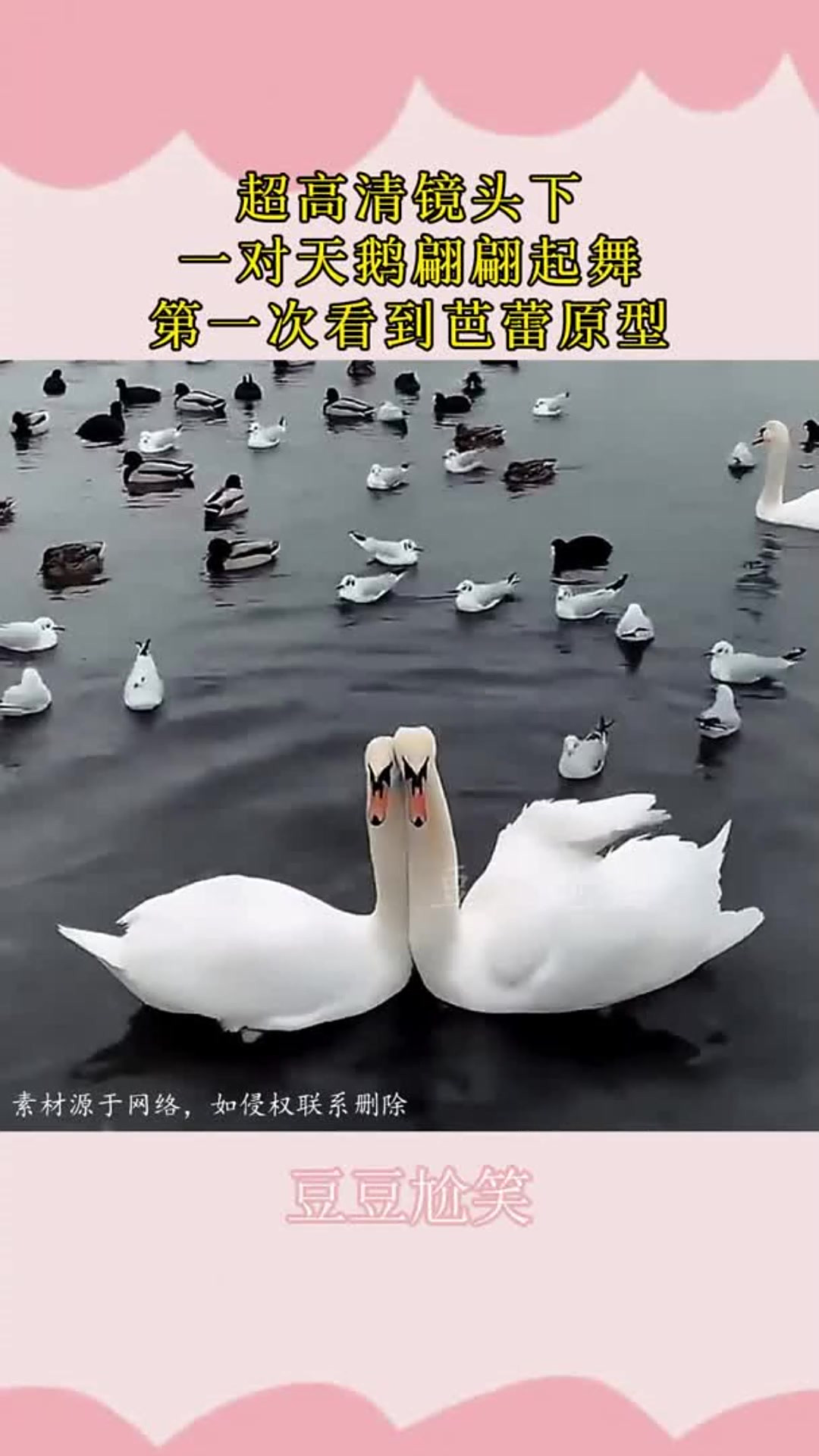 超高清镜头下，一对天鹅翩翩起舞，第一次看到芭蕾原型