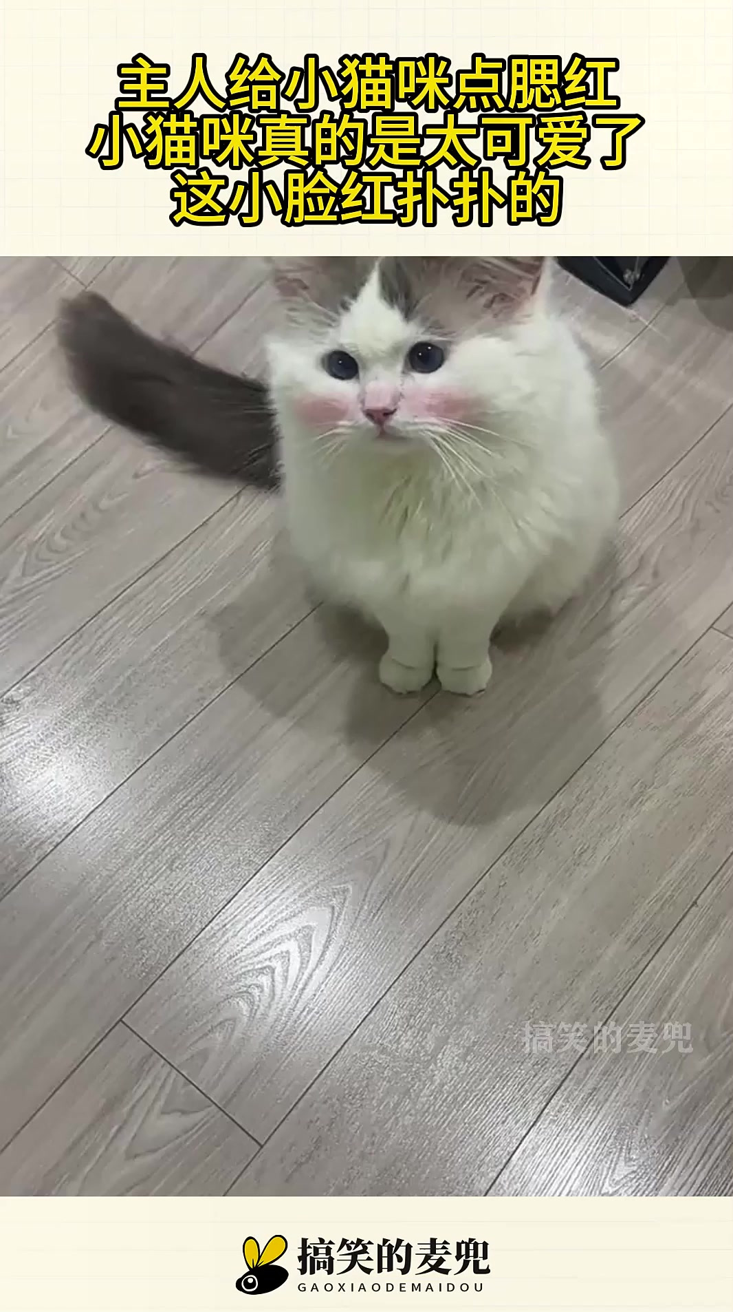 主人给小猫咪点腮红,小猫咪真的是太可爱了,这小脸红扑扑的!