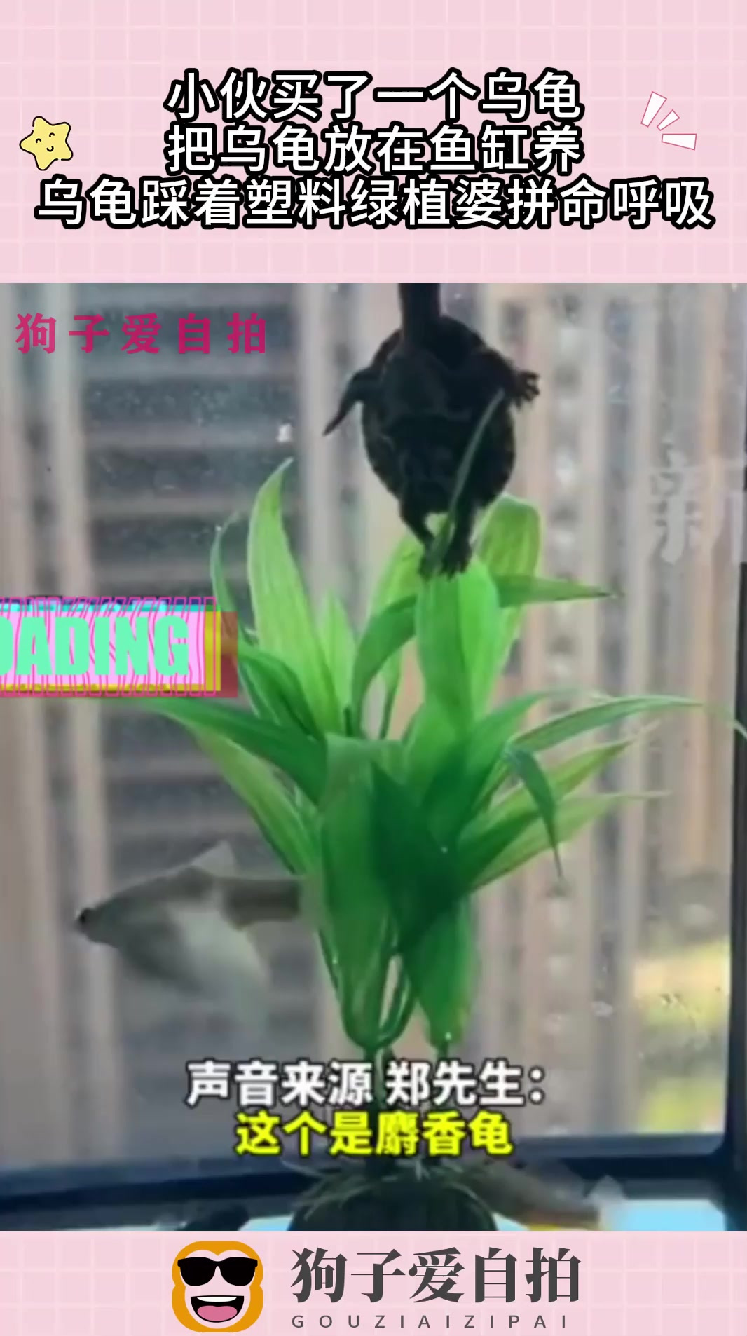 小伙买乌龟,把乌龟放在鱼缸养,乌龟踩着塑料绿植婆拼命呼吸!