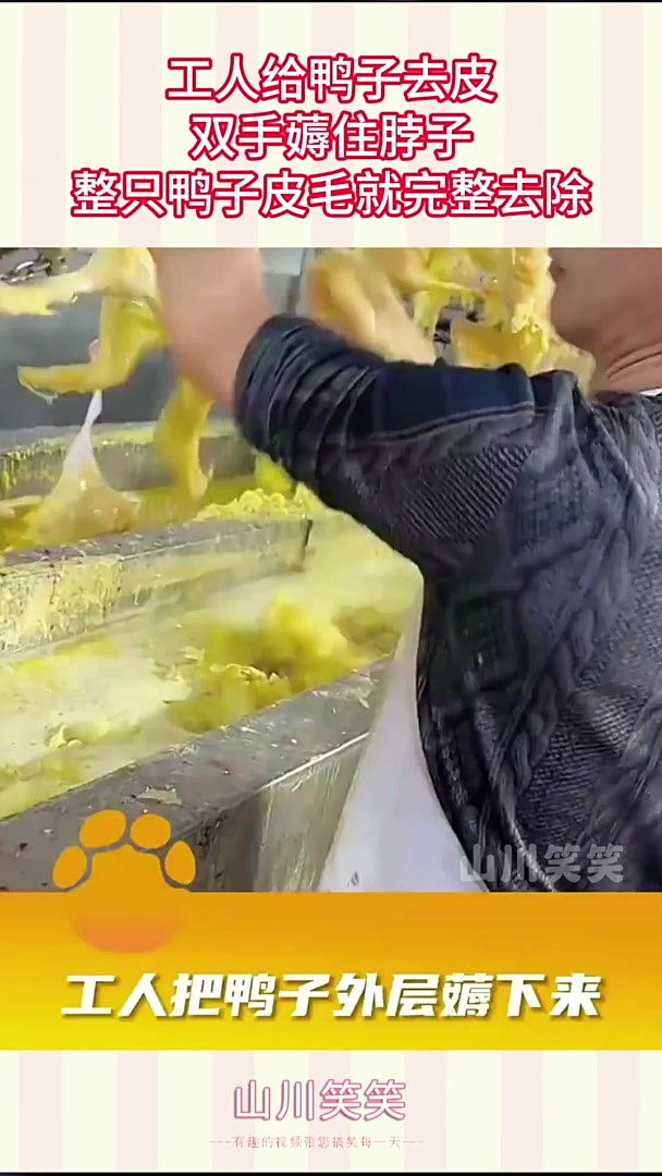 工人给鸭子去皮,双手薅住脖子,整只鸭子皮毛就完整去除!
