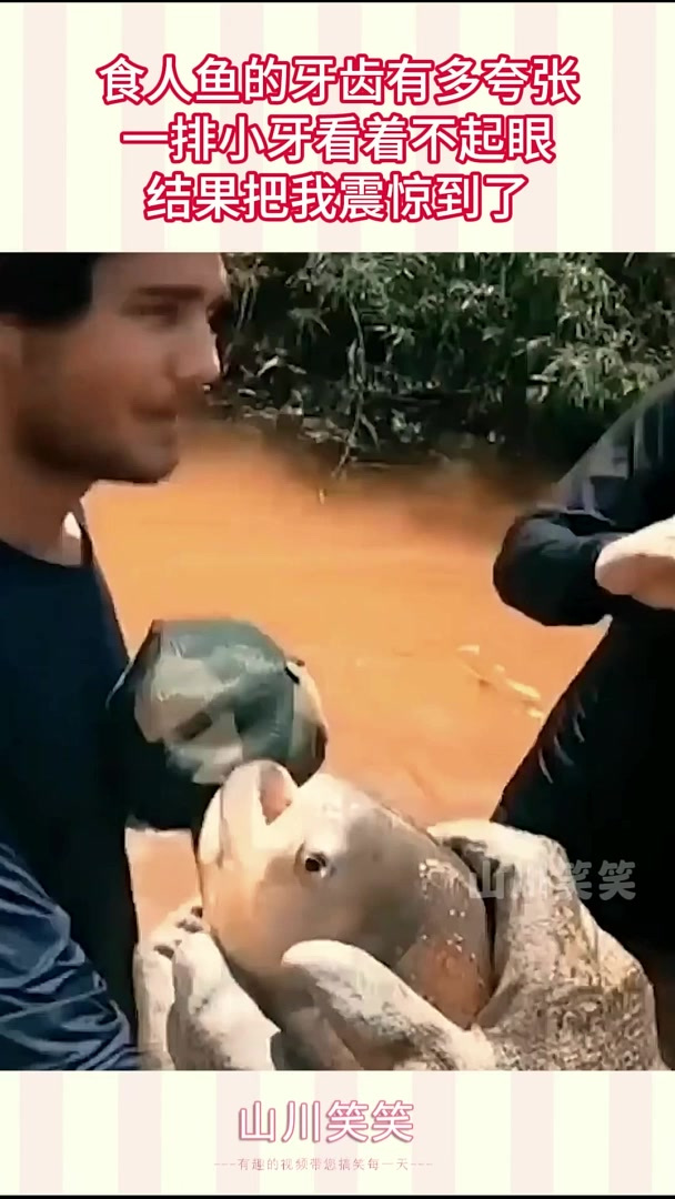 食人鱼的牙齿有多夸张,一排小牙看着不起眼,结果把我震惊到了
