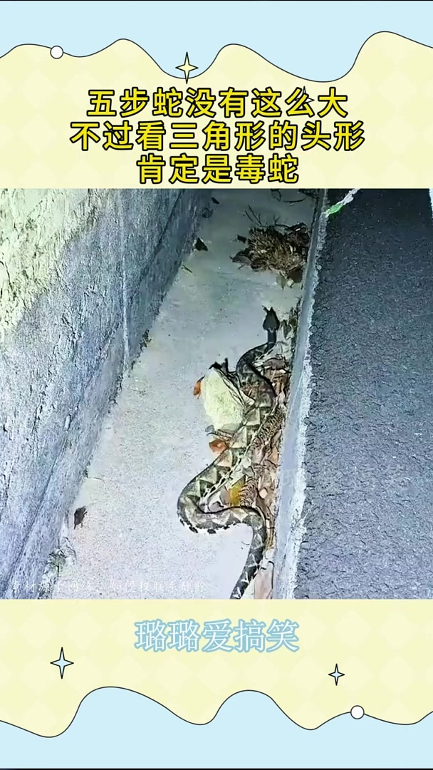 五步蛇没有这么大,不过看三角形的头形,肯定是毒蛇!