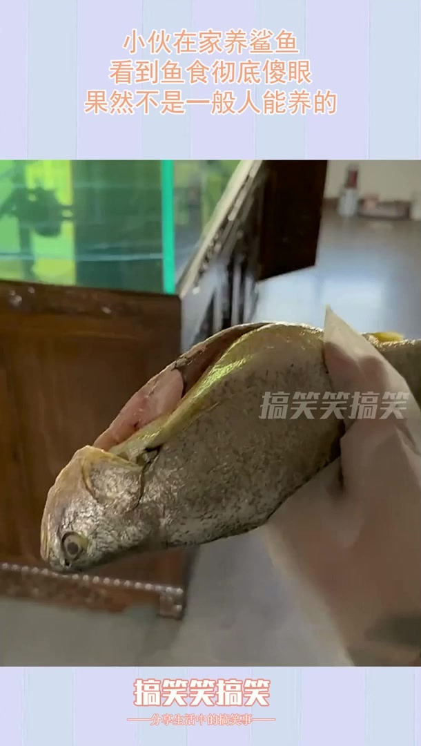 小伙在家养鲨鱼,看到鱼食彻底傻眼,果然不是一般人能养的