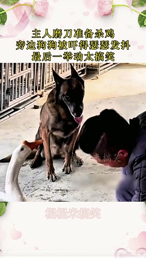 主人磨刀准备杀鸡，旁边狗狗被吓得瑟瑟发抖，最后一举动太搞笑！
