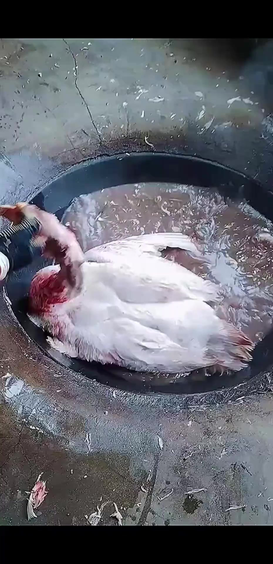 农村杀鹅的专业技巧:几分钟搞定,效率惊人,手法简便又省力!