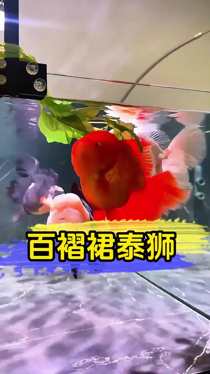 论颜值,它在金鱼界排第二,那没人敢称老大!它就是泰狮金鱼