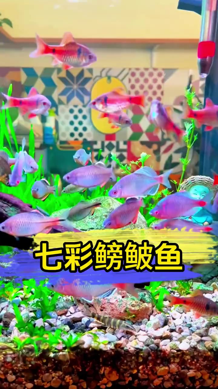 命比王八还硬的彩石鳑鲏鱼!鱼缸放几条,好看又好养