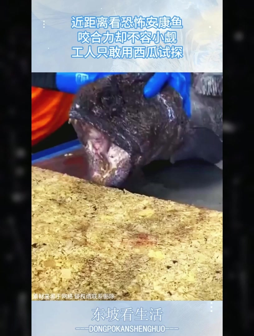 近距离看恐怖安康鱼，咬合力却不容小觑，工人只敢用西瓜试探