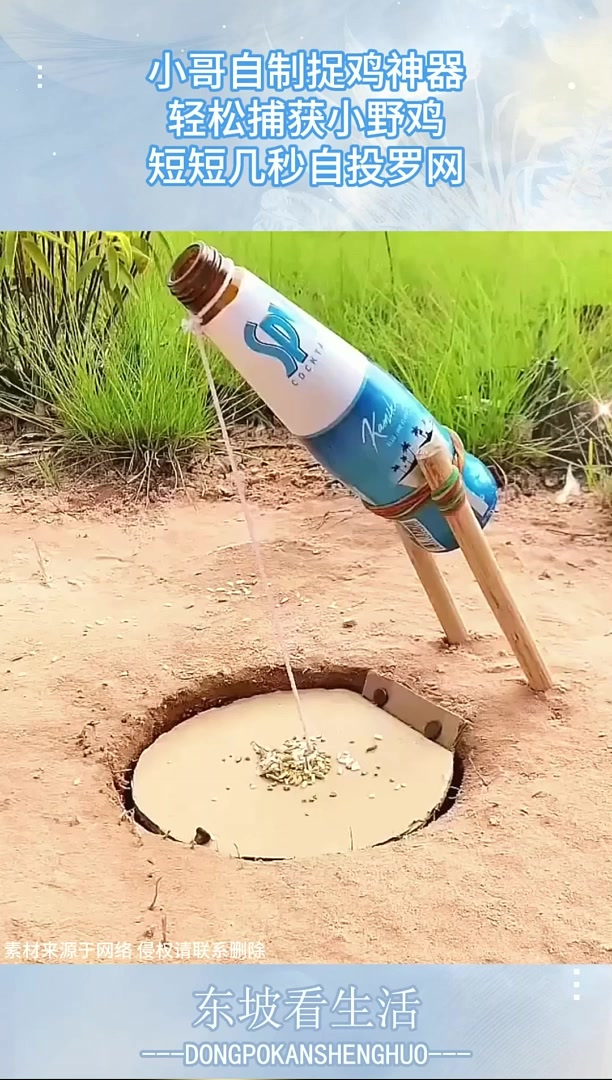 小哥自制捉鸡神器，轻松捕获小野鸡，短短几秒自投罗网！