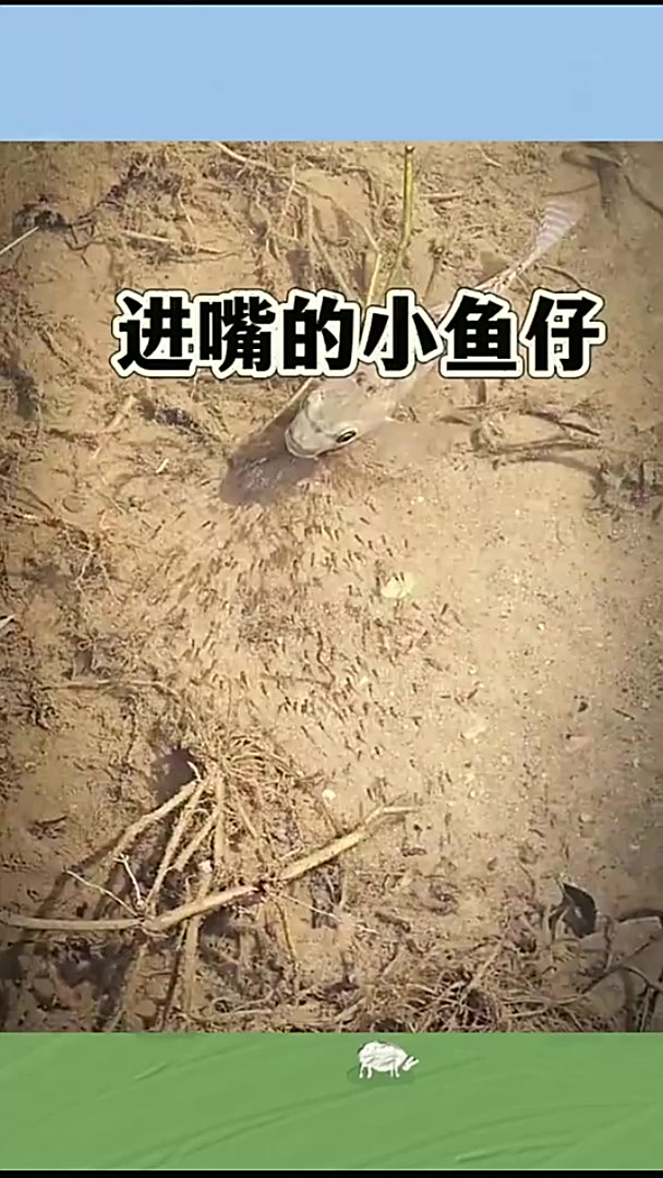 进嘴的小鱼仔，妈妈保护的真好
