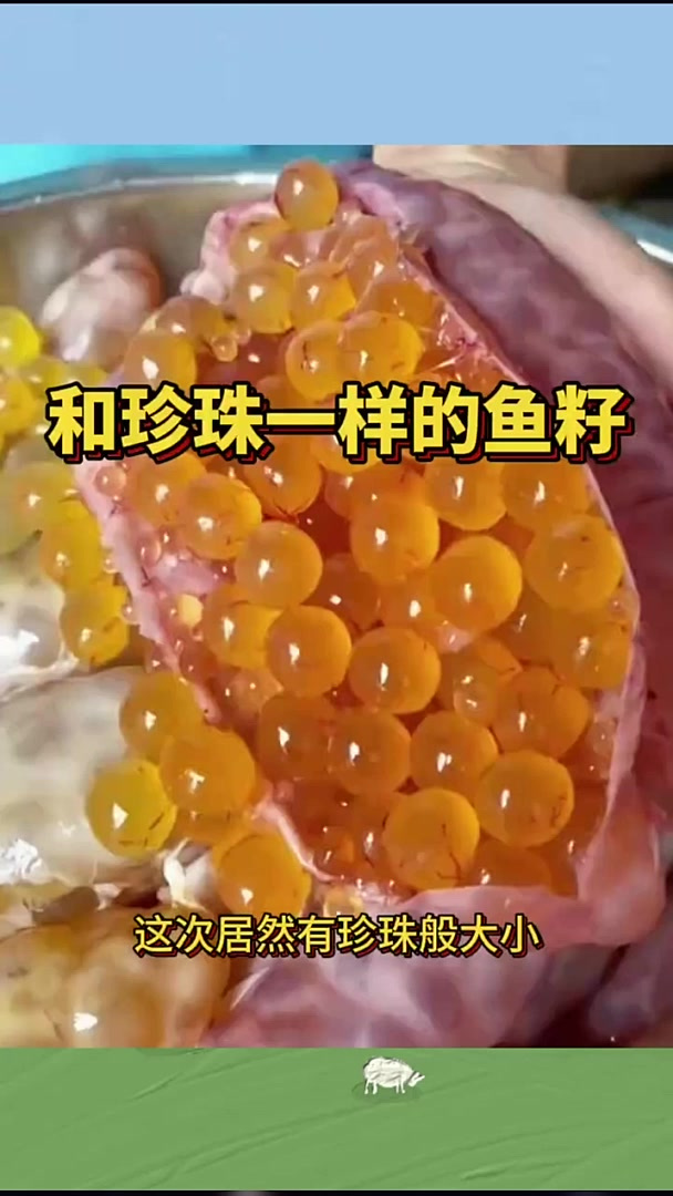 和珍珠一样的鱼籽,这是什么品种